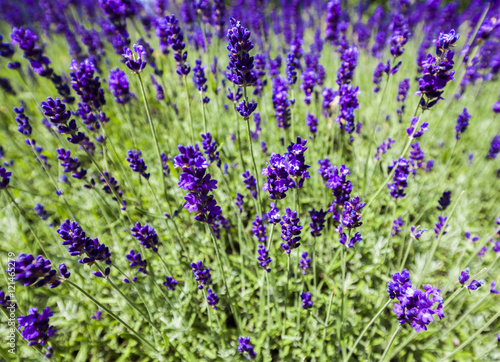 Lavendel