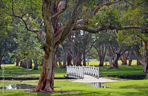 Photography Arched white bridge over lake in Centennial Parkland, Sydney, Australia