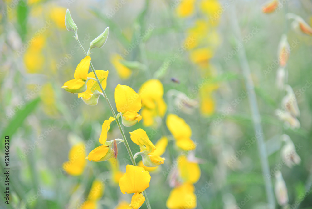 Obraz premium Crotalaria garden