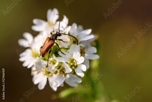beetle flowers closeup background © Iri_sha