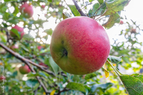 Apple on a branch