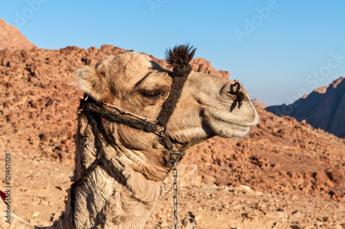 Camels in the Sinai desert