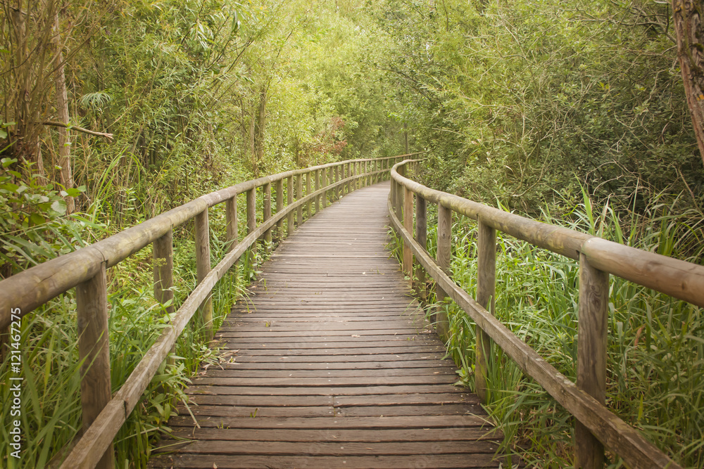 Wooden footbridge through a bamboo forest
