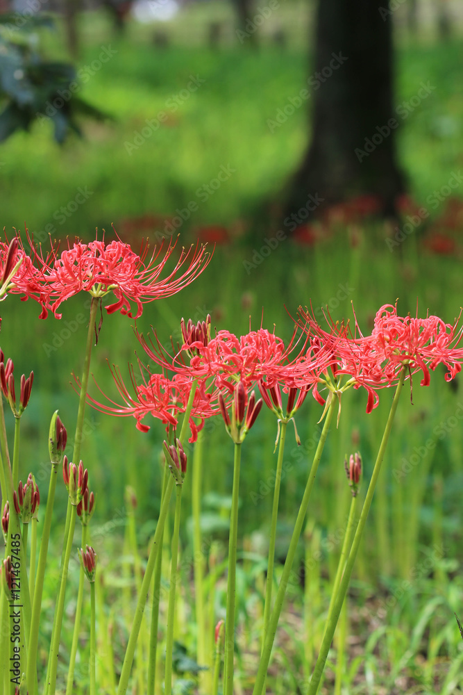彼岸花 / Cluster amaryllis 彼岸花 / Cluster amaryllis