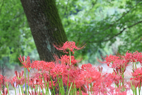 Fotografie 彼岸花 / Cluster amaryllis