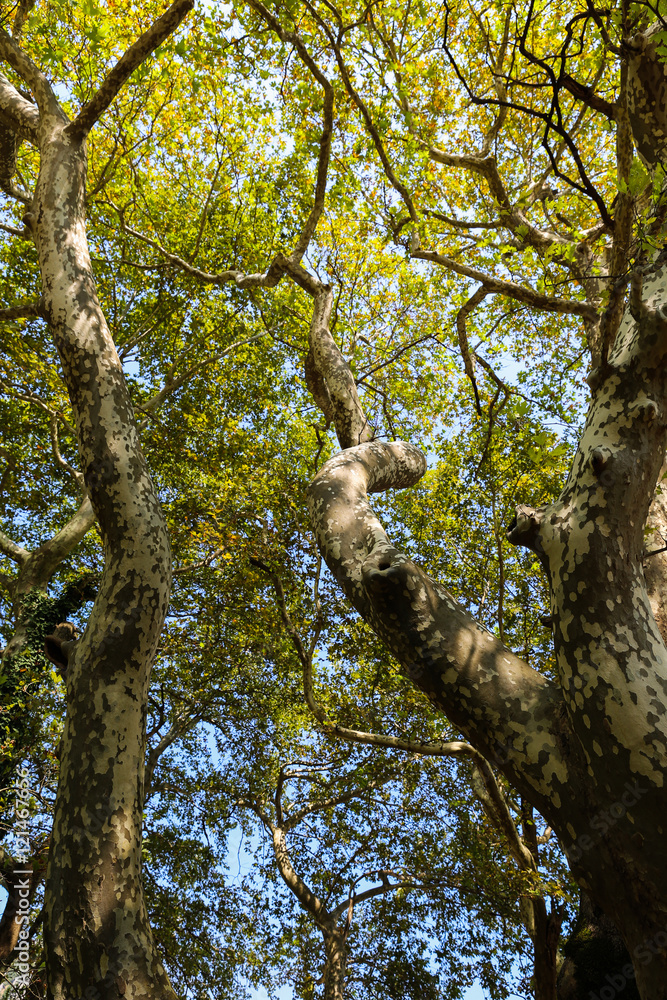 Fototapeta premium Nature green leaves and sky