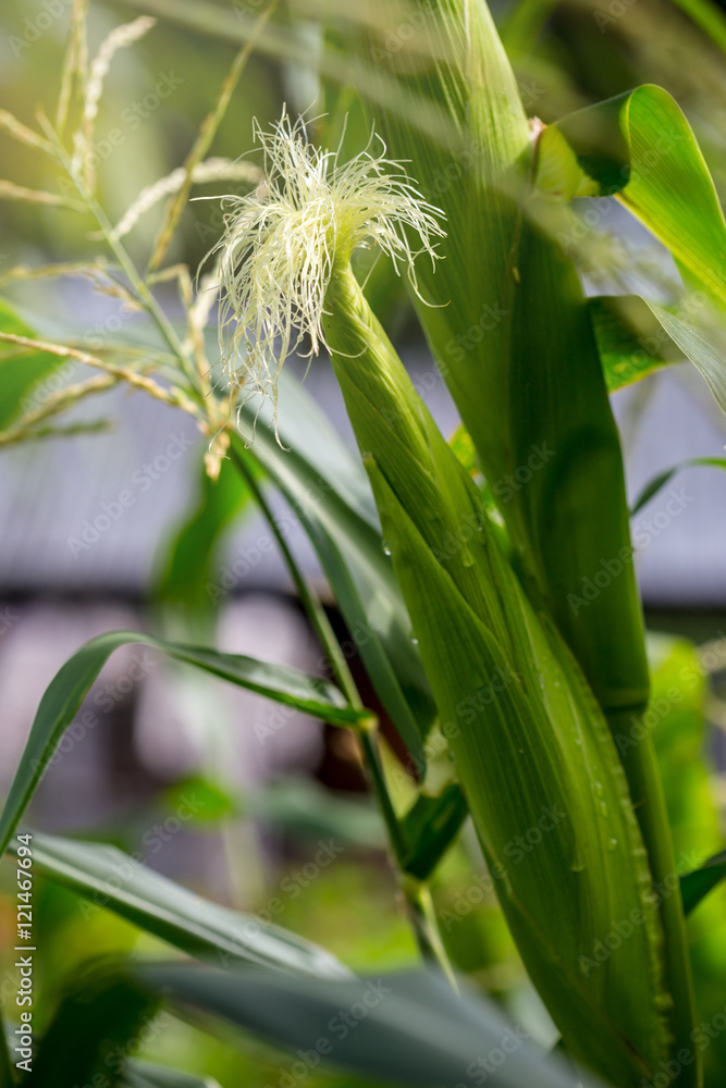 Obraz premium Young corn growing in farm