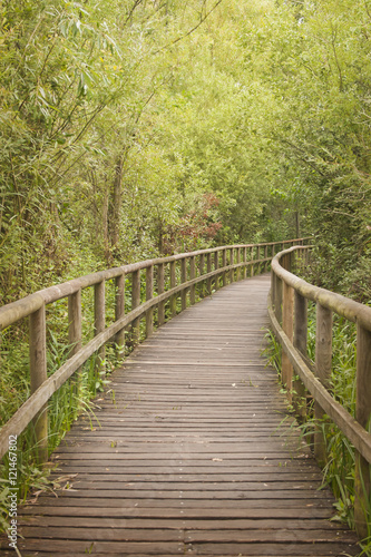 Wooden footbridge through a bamboo forest