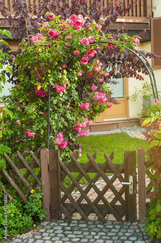 Red roses climbing on wooden fence