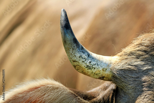 Horn einer Kuh im Detail