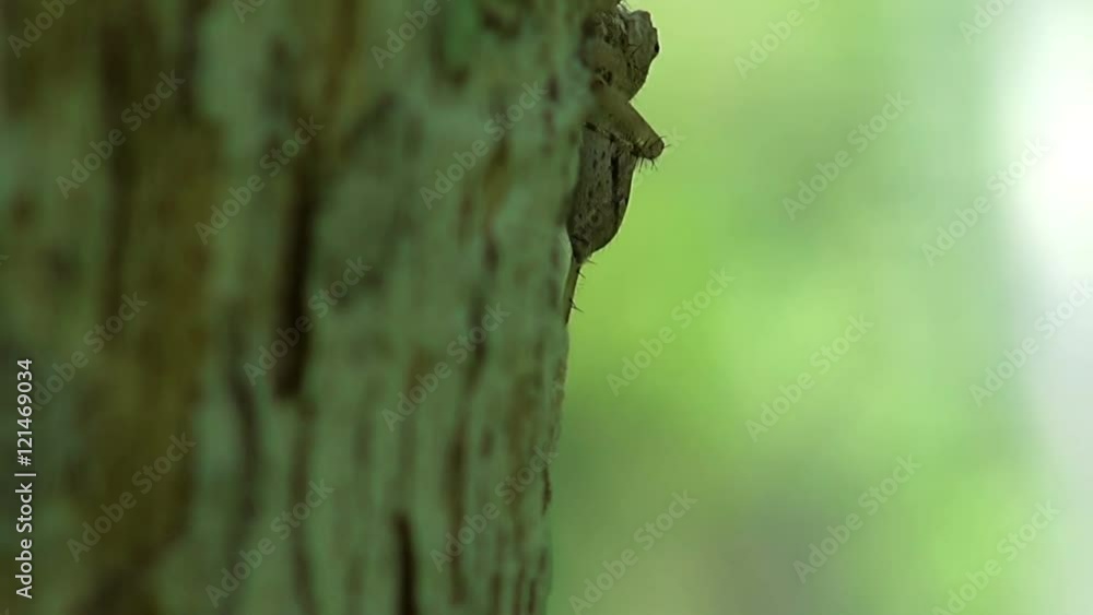 Tiny Tree Spider - Macro.
A tiny spider moves out of view behind the trunk of a tree. Taken in Thailand. Tiny Tree Spider - Macro.
A tiny spider moves out of view behind the trunk of a tree. Taken in Thailand.