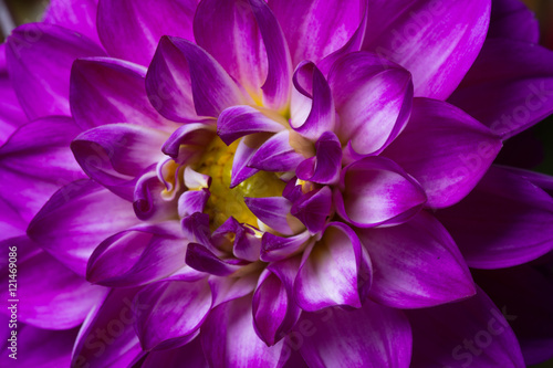 Purple Flower photo