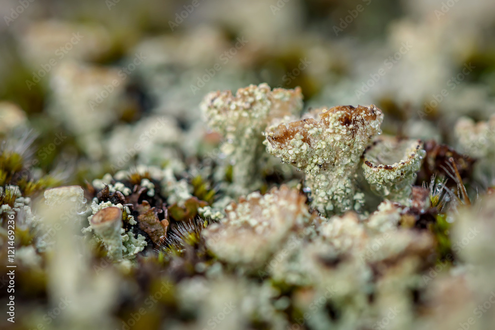 cladonia lichen moss drops dew