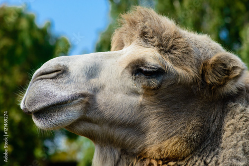 Portrait of a camel on a sunny day