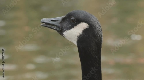 Canada Goose loudly honking