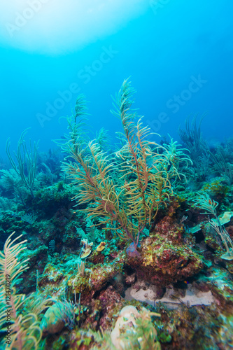 Underwater background with soft and hard corals, Cayo Largo