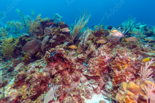 Fototapeta Naklejka Na Ścianę i Meble -  Underwater background with soft and hard corals, Cayo Largo