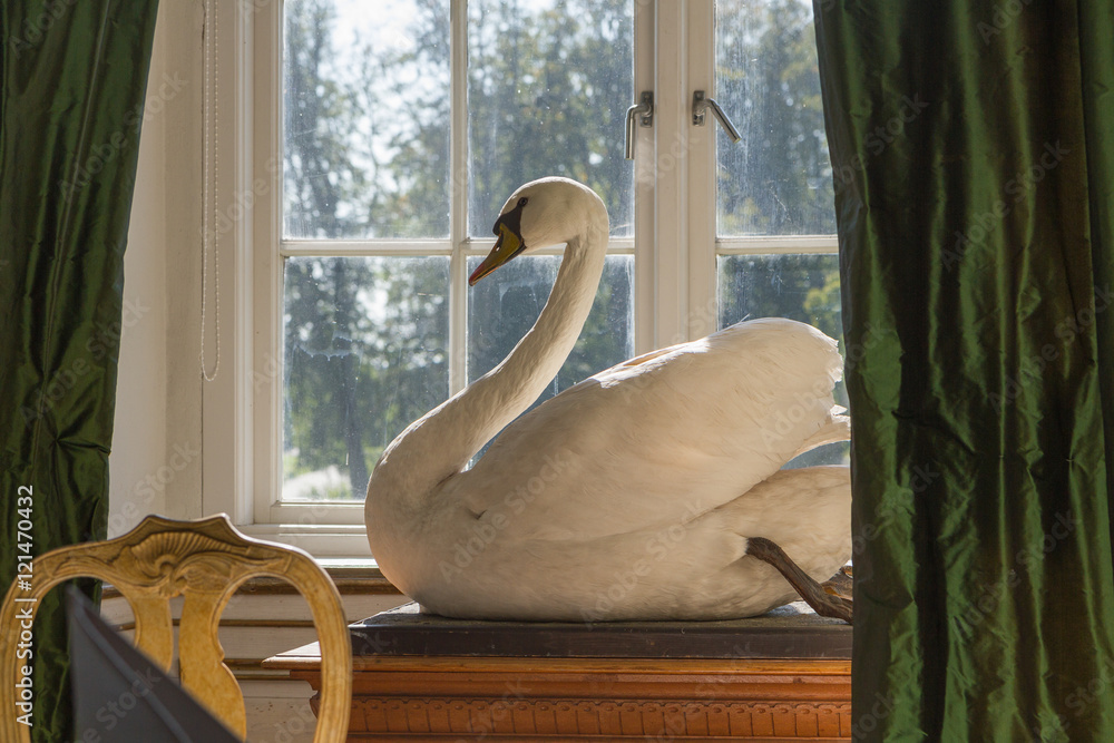 Fototapeta premium Uppstoppad svan i slottsfönster
