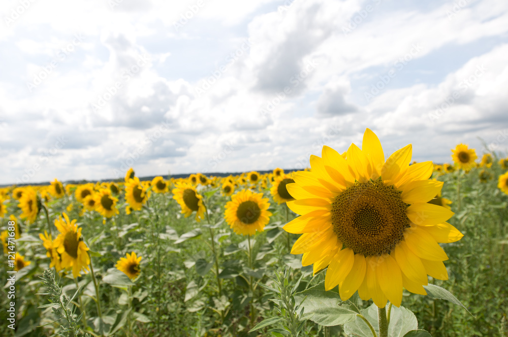 Fototapeta premium Sunflowers field and one on front
