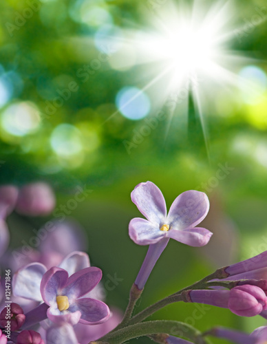image of beautiful flowers closeup