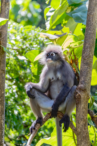 Dusky leaf monkey climbing a tree © tapui