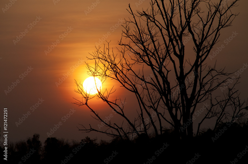 beautiful sunset and dry tree, selective focus beautiful sunset and dry tree, selective focus