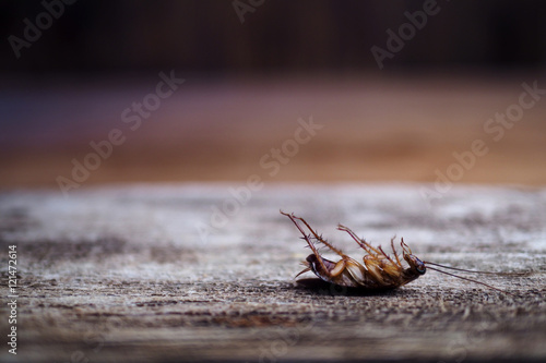 cockroach on wooden floor