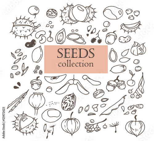 Hand-drawn doodles of the different seeds: chestnut, linden, poppy, pea, oak, pumpkin, bean, apple, beet etc. Line art illustrations.