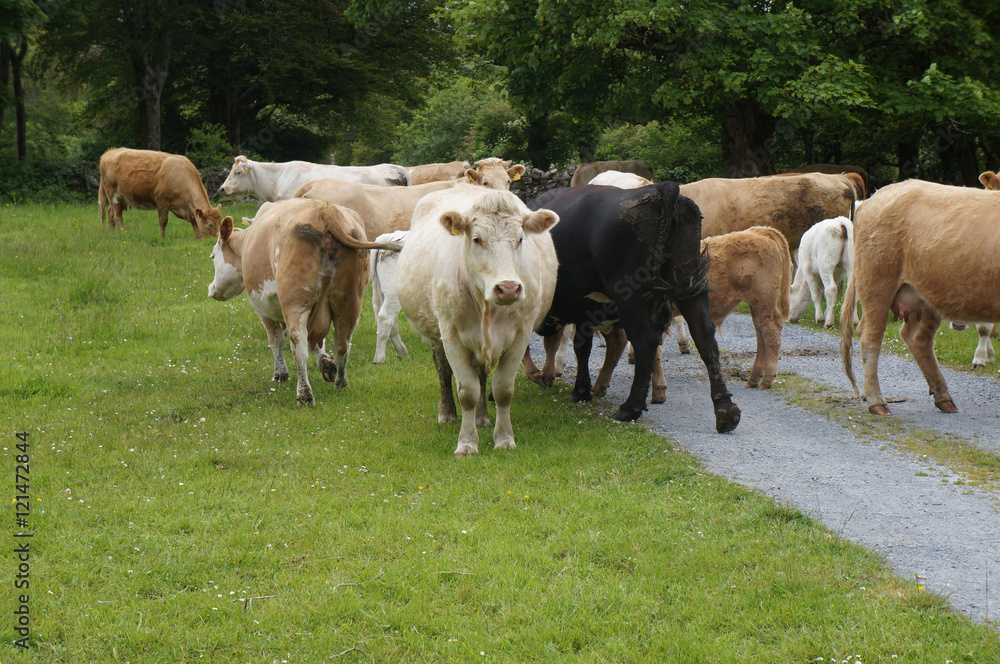 Herd of cows at summer green field