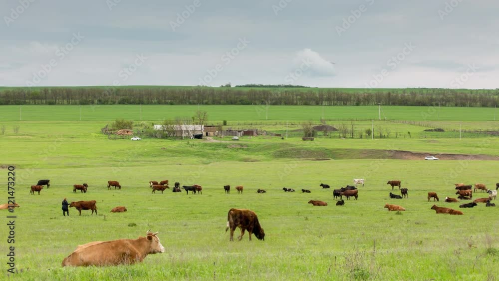 Russia, timelapse. A herd of cows grazing on lush green grass meadows of the foothills of the Caucasus. Russia, timelapse. A herd of cows grazing on lush green grass meadows of the foothills of the Caucasus.