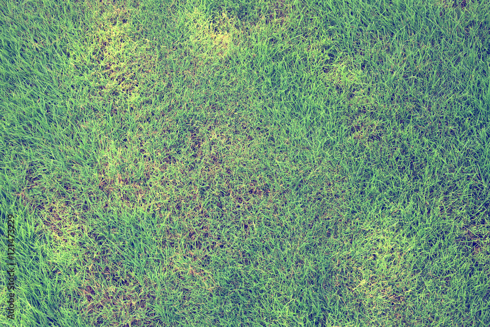green grass green grass