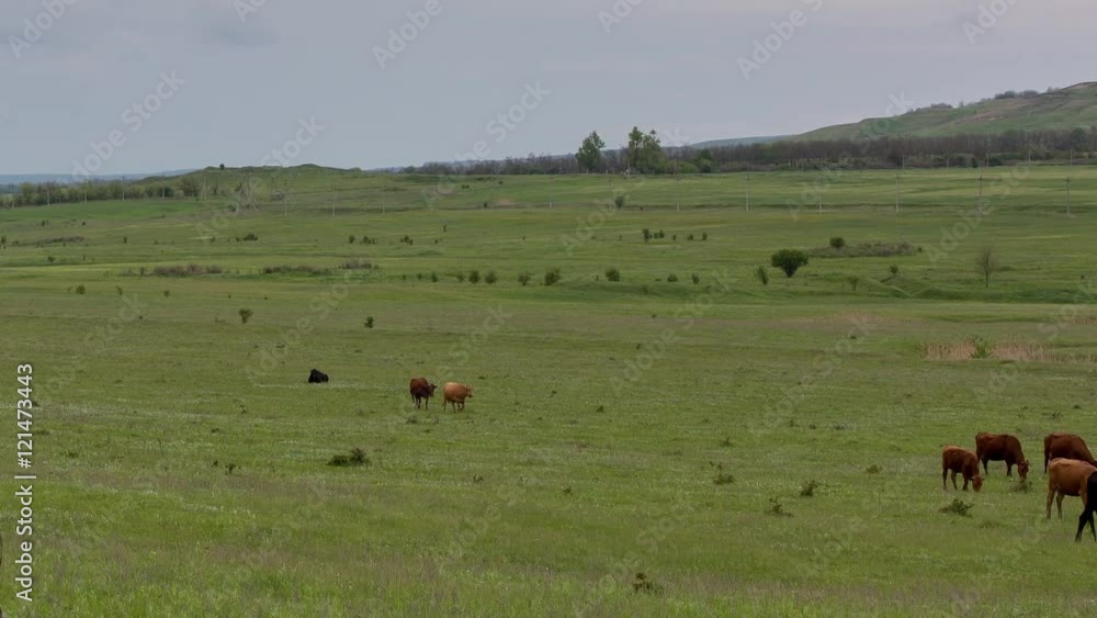 Russia, timelapse. A herd of cows grazing on lush green grass meadows of the foothills of the Caucasus. Russia, timelapse. A herd of cows grazing on lush green grass meadows of the foothills of the Caucasus.