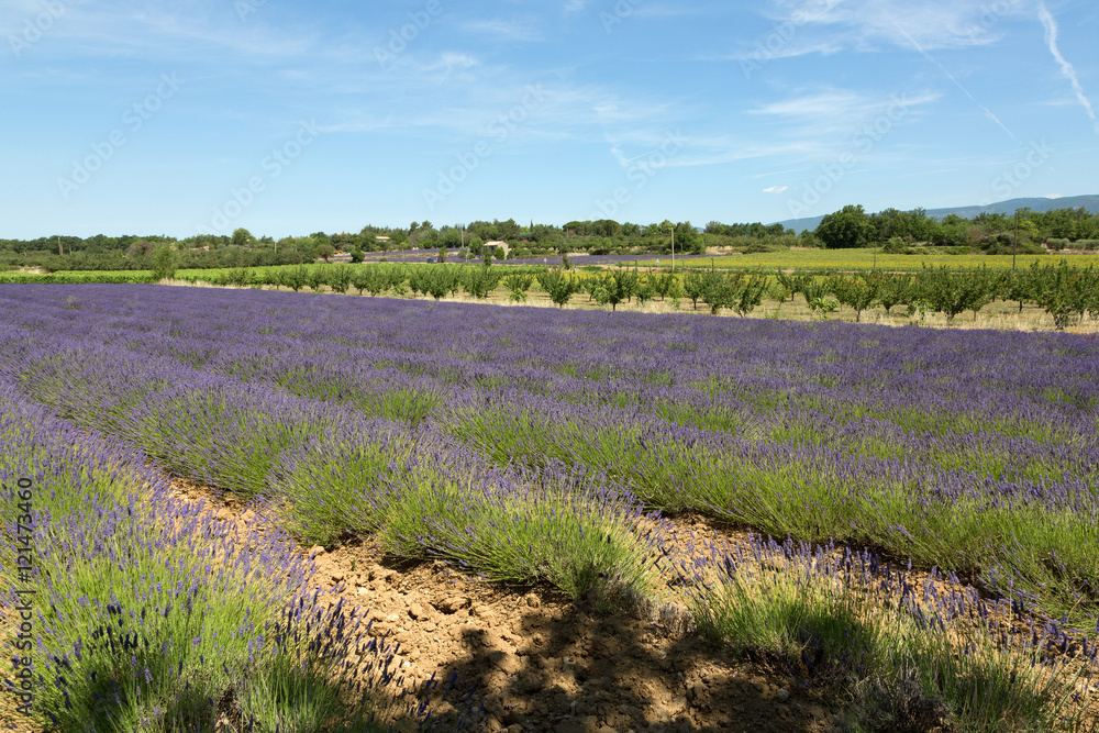 Fototapeta premium Champ de lavande dans le Luberon - Provence
