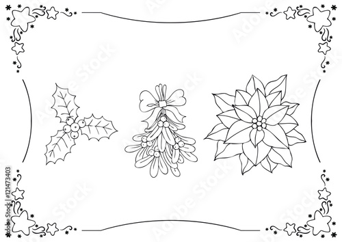 Weihnachten, Stechpalme, Mistel, Mistelzweig, Weihnachtsstern