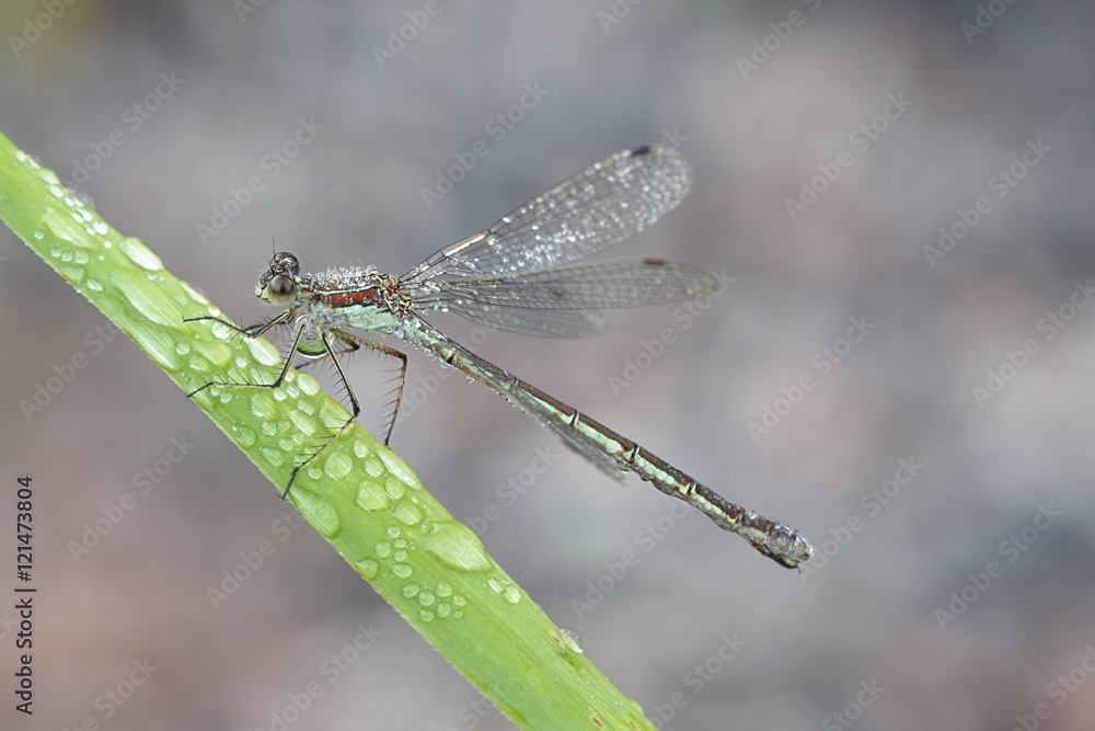 Emerald damselfly, Lestes sponsa Emerald damselfly, Lestes sponsa