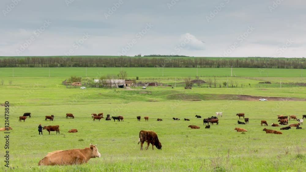 Russia, timelapse. A herd of cows grazing on lush green grass meadows of the foothills of the Caucasus. Russia, timelapse. A herd of cows grazing on lush green grass meadows of the foothills of the Caucasus.