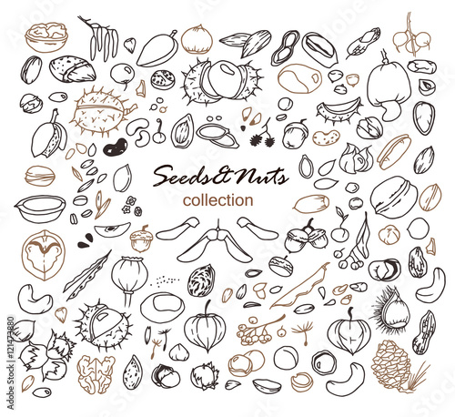 Hand-drawn doodles of the different seeds and nuts: walnuts, pistachios, hazelnuts, cashew, chestnut, linden, poppy, pea, bean, apple etc. Line art illustrations.