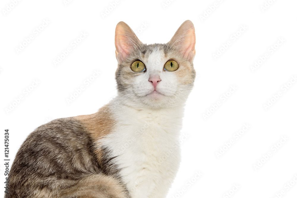 Fototapeta premium cat portrait tricolor white