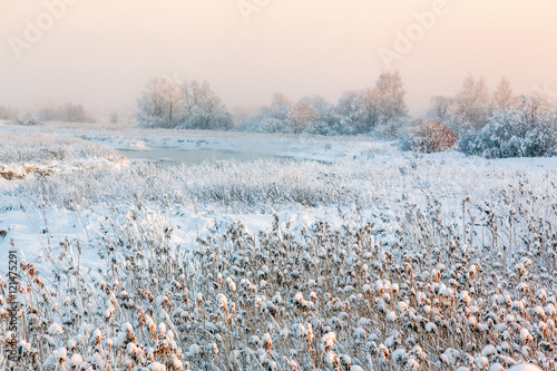 Snow-covered reeds in a frosty winter morning.