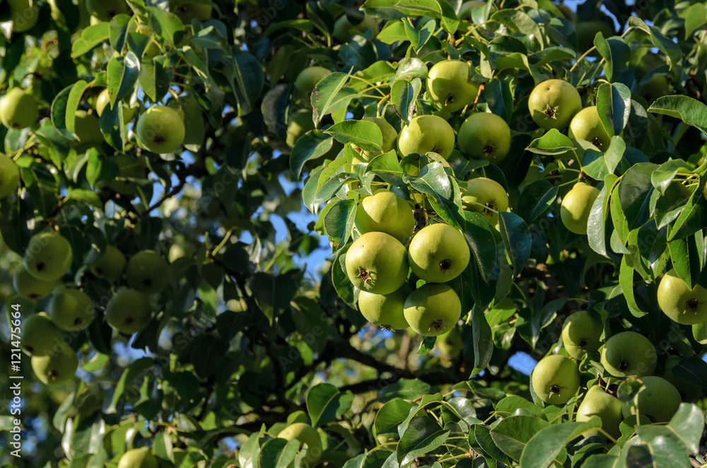Fresh organic pears on tree branch. Pears tree  in the sun
