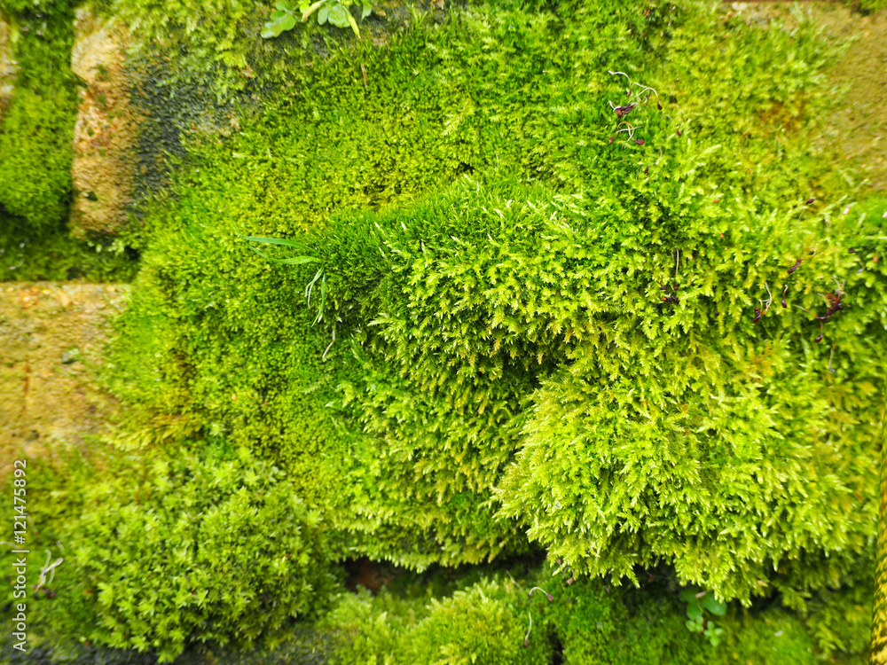 Fototapeta premium thick moss on the old stones