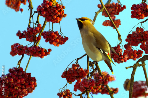 Waxwing among the red berries of mountain ash