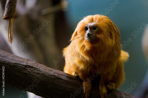 Foto Roger Williams Park Zoo