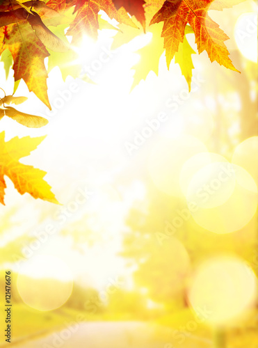 art autumn backgrounds with yellow leaves