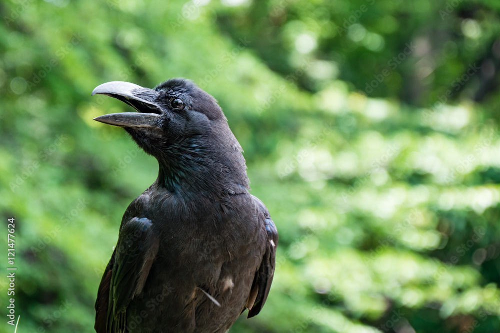 Fototapeta premium raven face close up