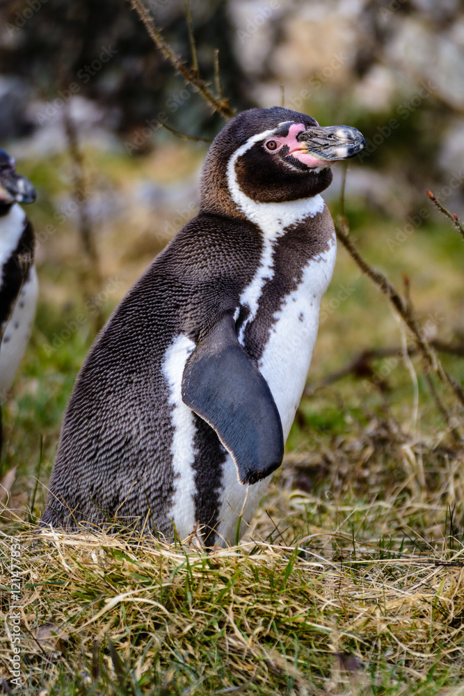 Obraz premium penguin walking along