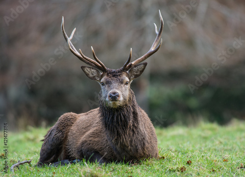 Red stag deer resting in a field during winter photo