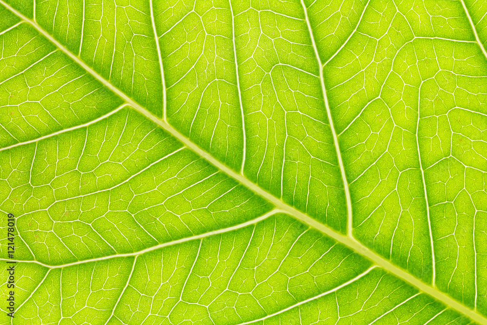 Leaf texture or leaf background for design. Abstract green leaf. Leaf texture or leaf background for design. Abstract green leaf.