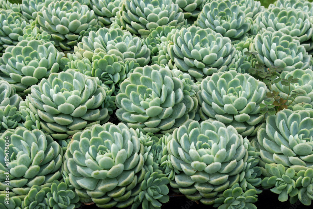 Fototapeta premium Plante grasse graptoveria à rosettes charnues, parc floral Paris