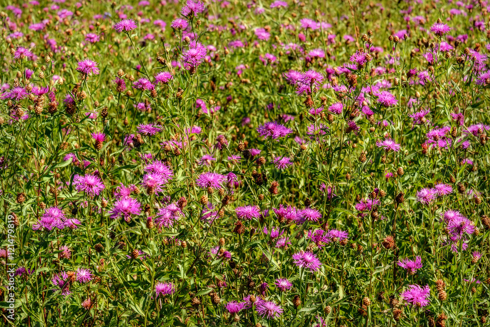 pink cornflowers wild flowers meadow